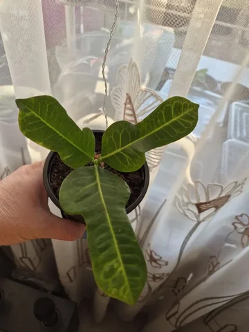 Продам кротон - Растения в Чита