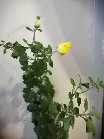 Продажа хризантем на бутонах - Рукоделие в Чита