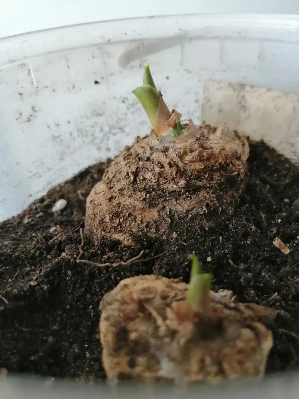 Продажа луковиц жёлтой каллы - Растения (Хобби и отдых) в Чита