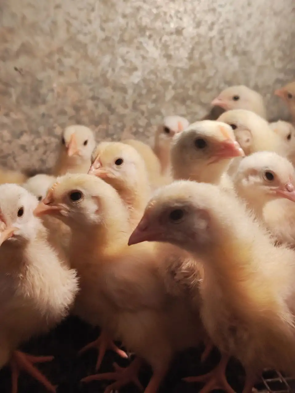 Продажа цыплят супер несушки БАБКОК - Птицы (Животные) в Чита