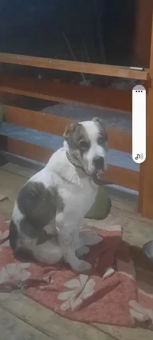 Пропала собака породы алабай - Благотворительность в Чита