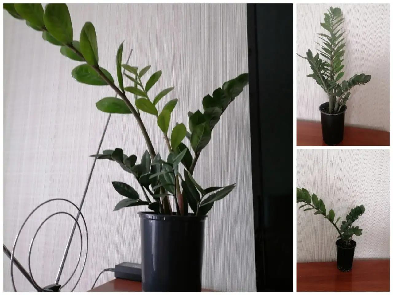 Продам замиокулькас - Растения (Хобби и отдых) в Чита