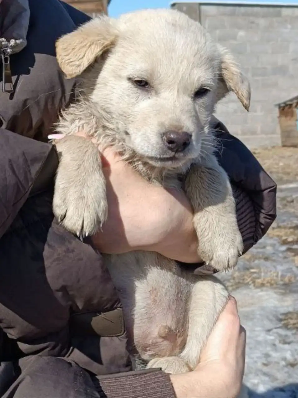 Мальчик (2,5 месяца) ищет дом - Собаки (Животные) в Чита