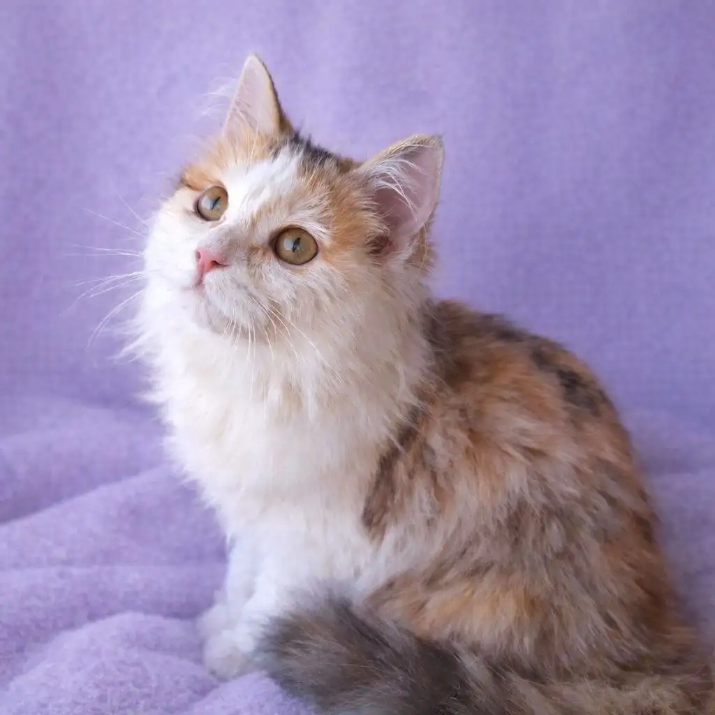 Кошка 5 месяцев ищет хозяина - Кошки (Животные) в Неизвестно