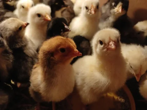 Продажа цыплят - Птицы в Смоленка