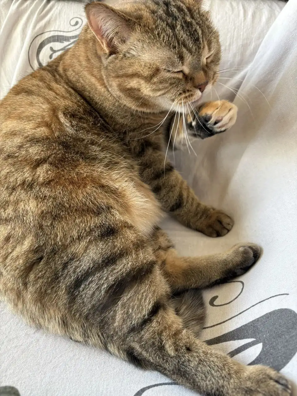 Кошка Клеопатра (Клепа) для ответственных хозяев - Кошки (Животные) в Чита