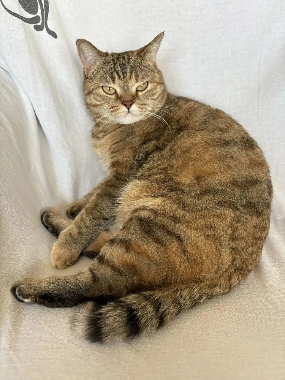 Кошка Клеопатра (Клепа) для ответственных хозяев - Кошки (Животные) в Чита