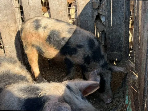 Продам поросят 7 месяцев - Находка/потеря в Чита