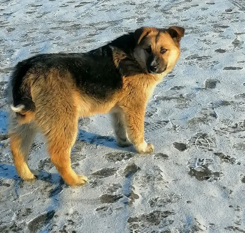 Ищет дом и хороших хозяев - Находка/потеря в Чита