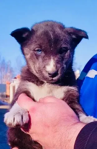 Щенок в добрые руки - Находка/потеря в Чита