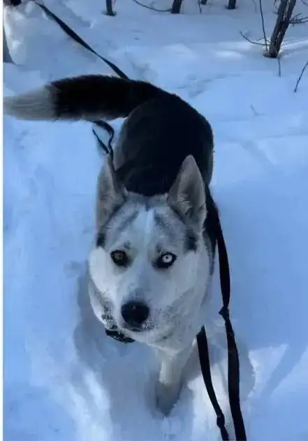 Щенок хаски ищет дом - Собаки (Животные) в Чита