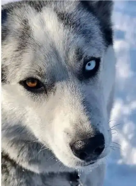Щенок хаски ищет дом - Собаки (Животные) в Чита