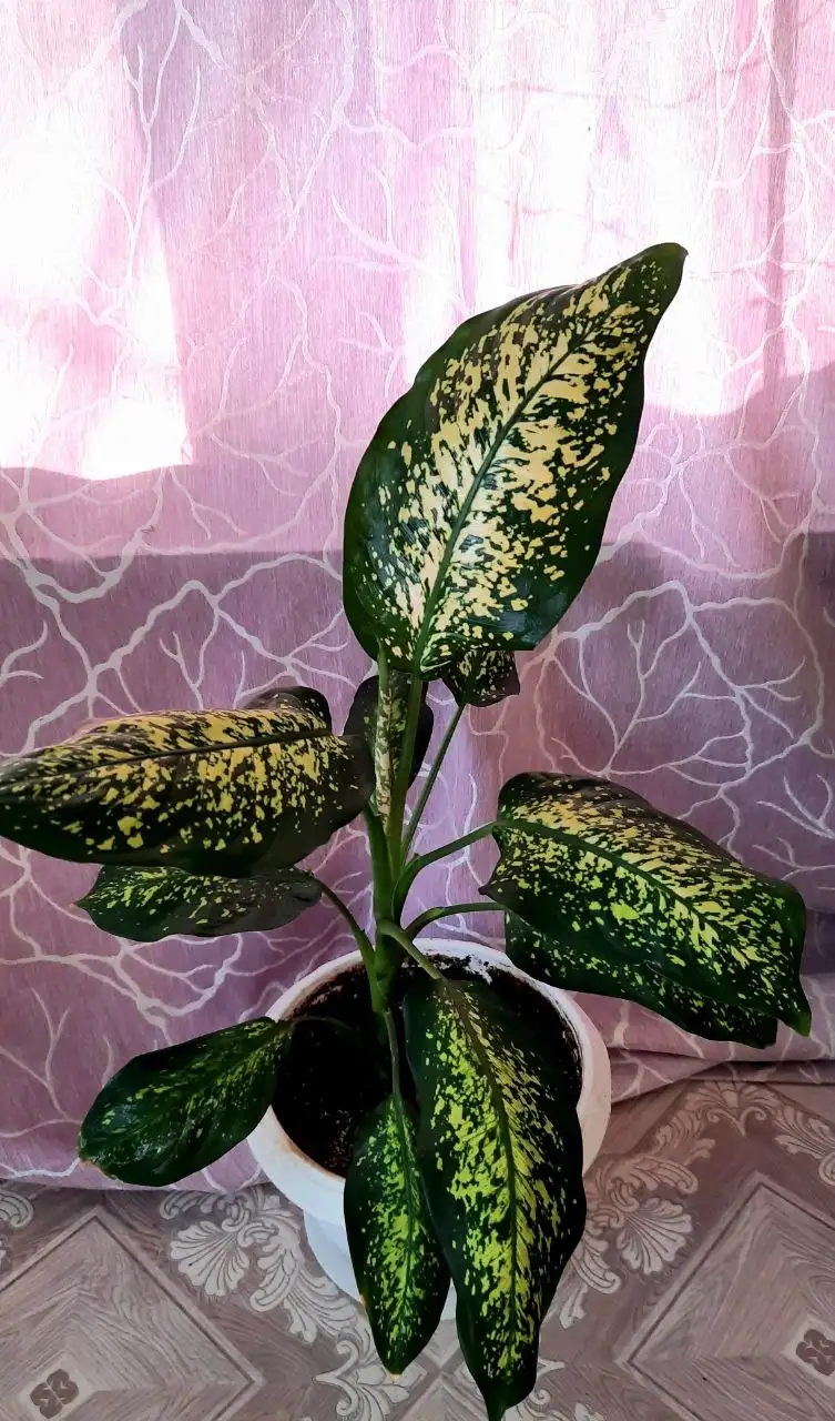 Продажа диффенбахии - Растения (Хобби и отдых) в Чита