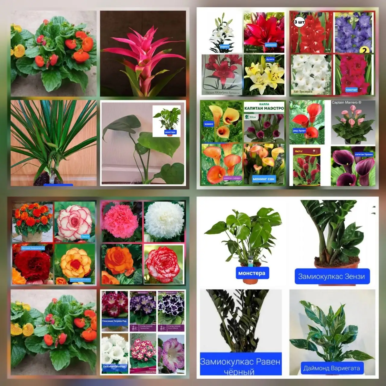 Продажа комнатных и садовых цветов - Растения (Хобби и отдых) в Чита