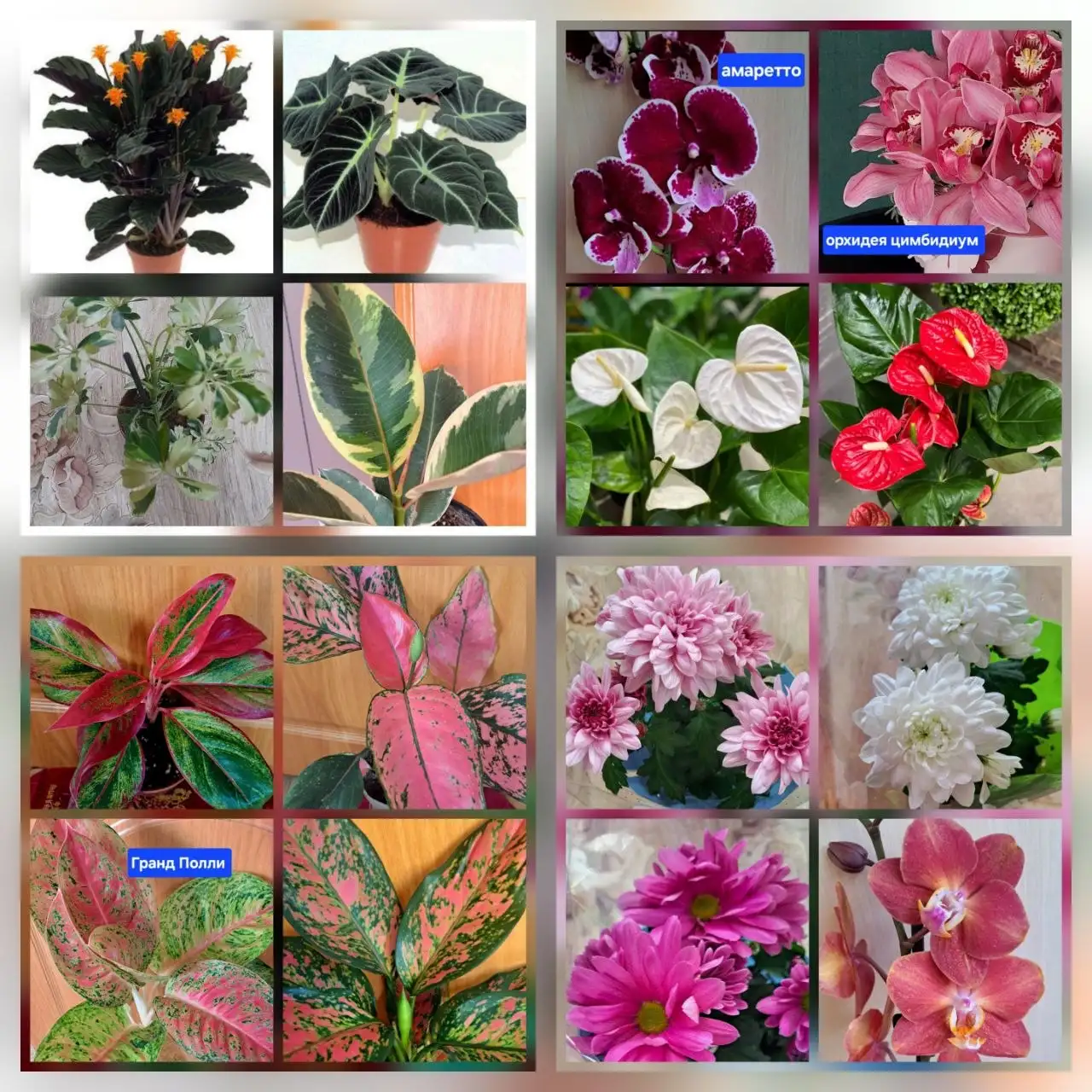 Продажа комнатных и садовых цветов - Растения (Хобби и отдых) в Чита