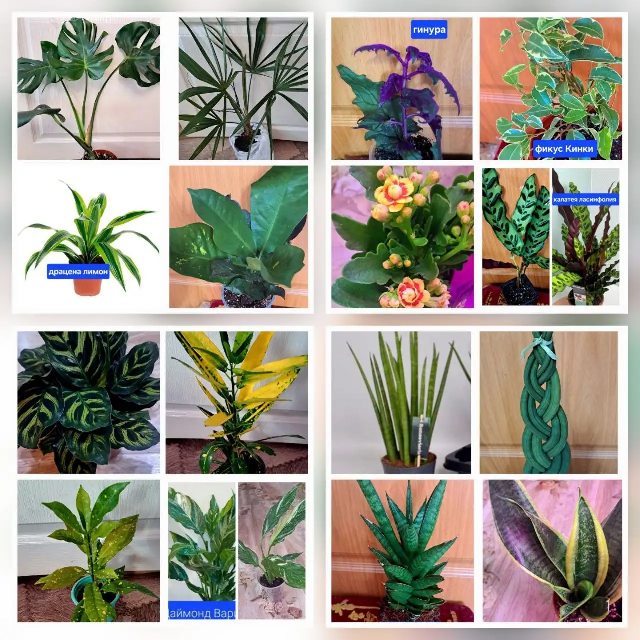 Продажа комнатных и садовых цветов - Растения (Хобби и отдых) в Чита