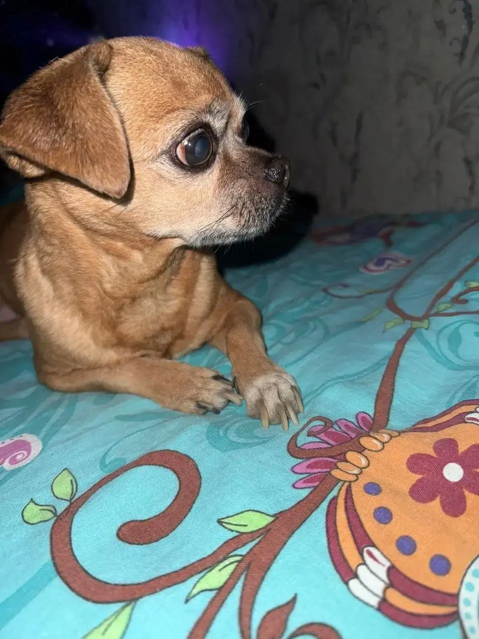 Найдена собака на КСК в 6 микрорайоне - Находка/Потеря (Животные) в Чита