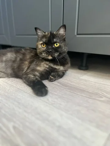 Боня-умная, стерилизованная кошка - Животные в Чита