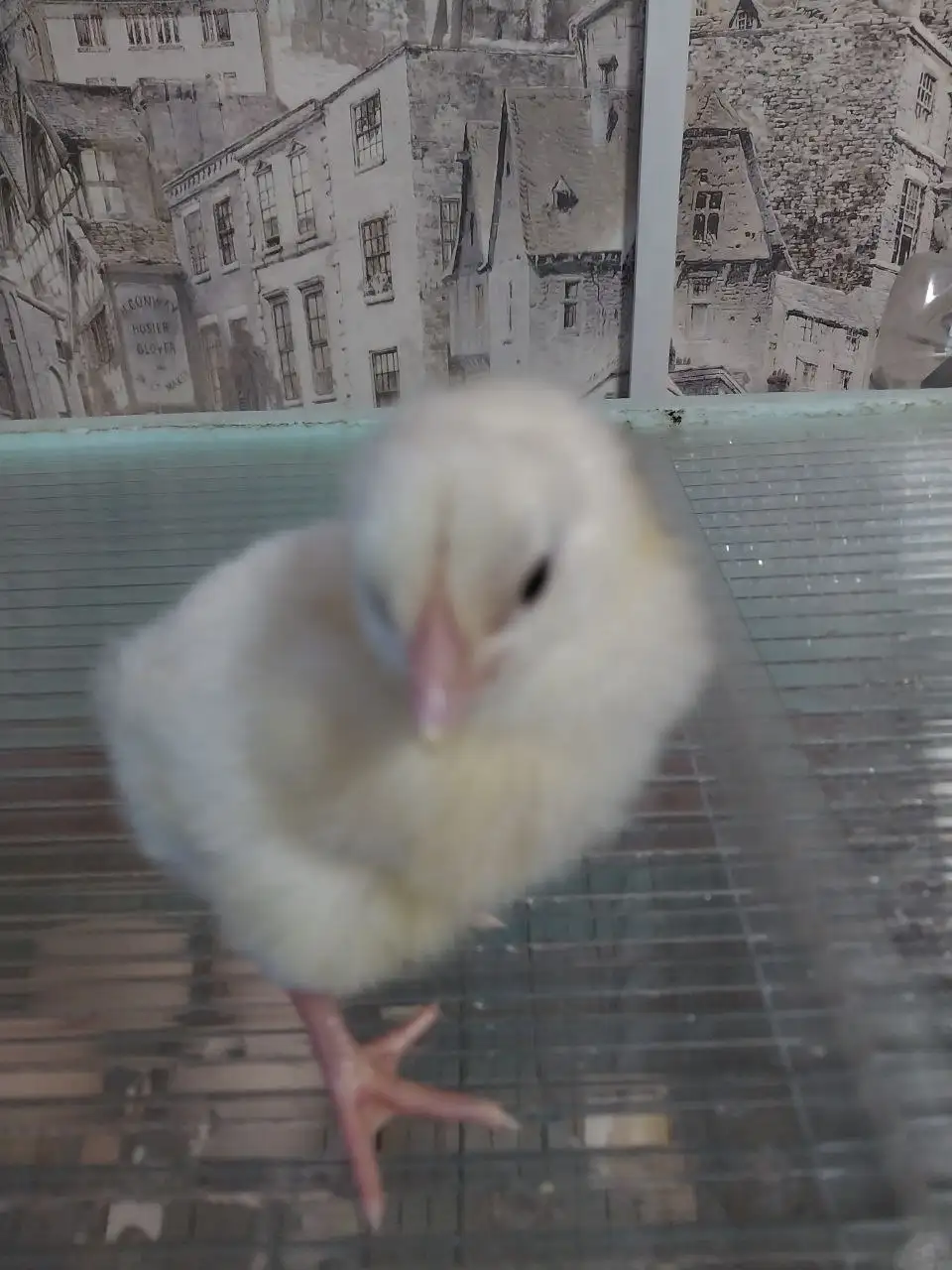 Цыплята бройлер кобб 700 екб вывод 1.04 - Птица (Животные) в Чита