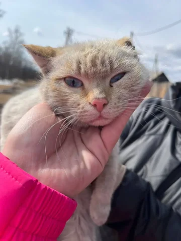 Кот ищет дом после жестокого обращения - Животные в Чита