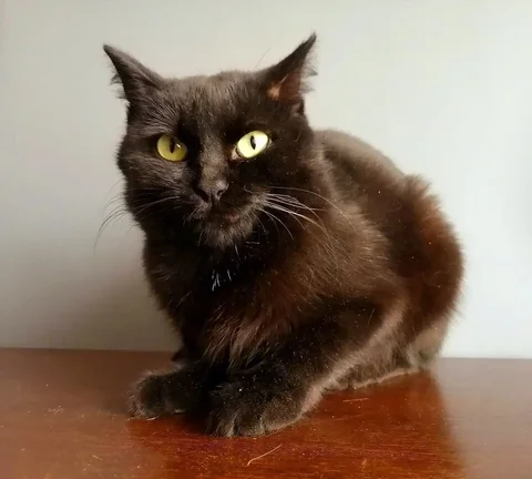 Обнимательная кошка Буся ищет дом - Крупный рогатый скот в Чита