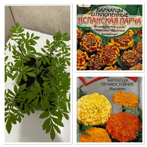 Продажа распикированной рассады бархатцев - Охота и рыбалка в Чита