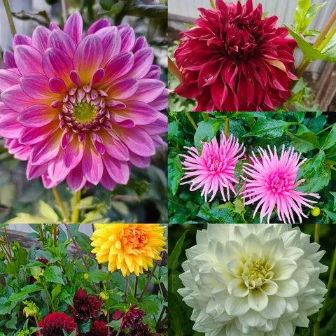 Набор георгинов - Рукоделие в Чита