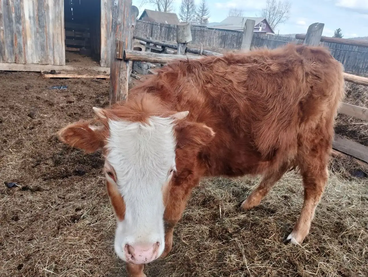 Продажа телки, быка и духового шкафа - Барахолка в Чита