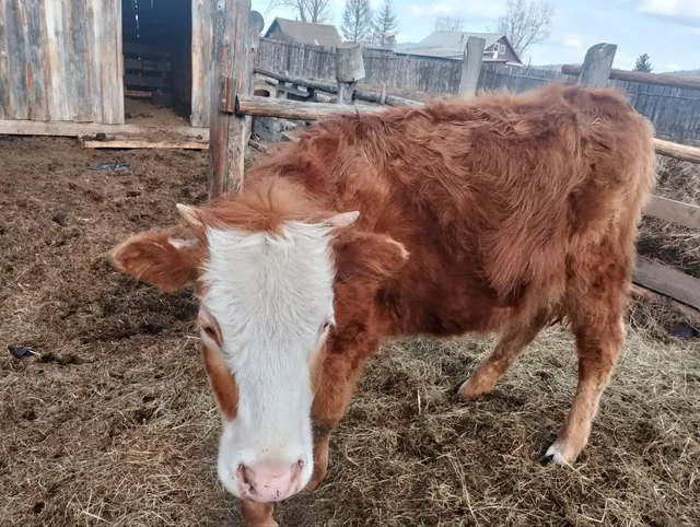 Продажа телки, быка и духового шкафа - Защитное снаряжение в Чита