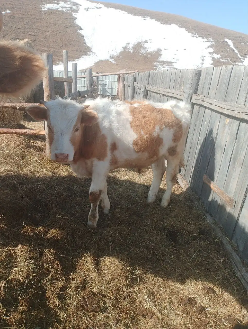 Продажа телки, быка и духового шкафа - Барахолка в Чита