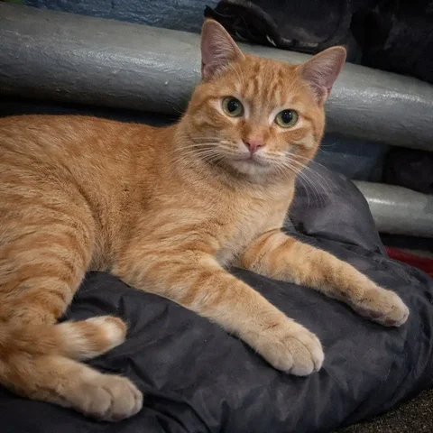 Ищет дом молодой рыжий кот - частное объявление в Чита