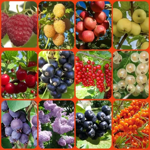 Продажа саженцев для дачи - частное объявление в Чита