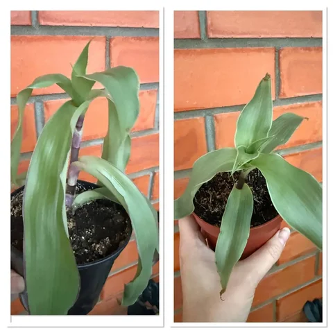 Продам золотой ус - Лодочные моторы в Чита