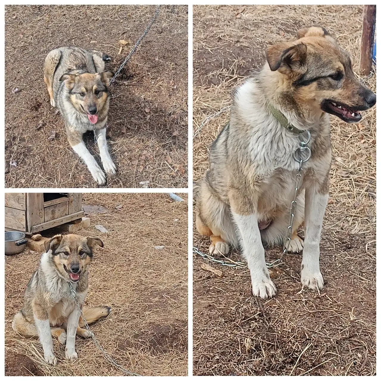 Продажа кошки 9 месяцев, стерилизована - Кошки (Животные) в Чита