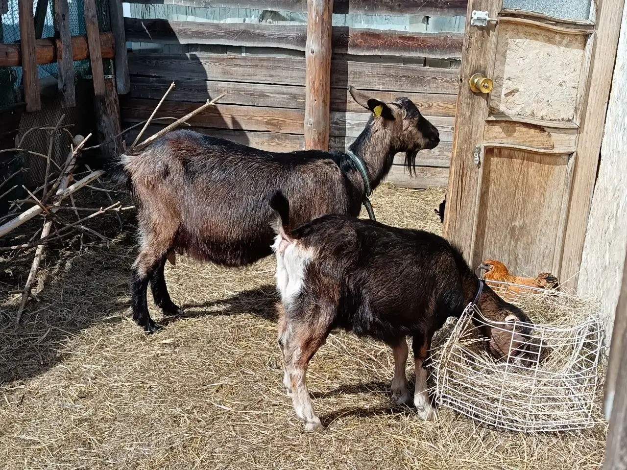 Продам коз - Крупный рогатый скот (Животные) в Чита