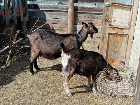 Продам коз - Животные в Чита