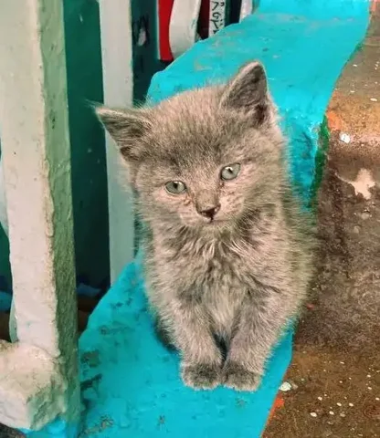 Срочно! Кошка ищет дом - Животные в Чита
