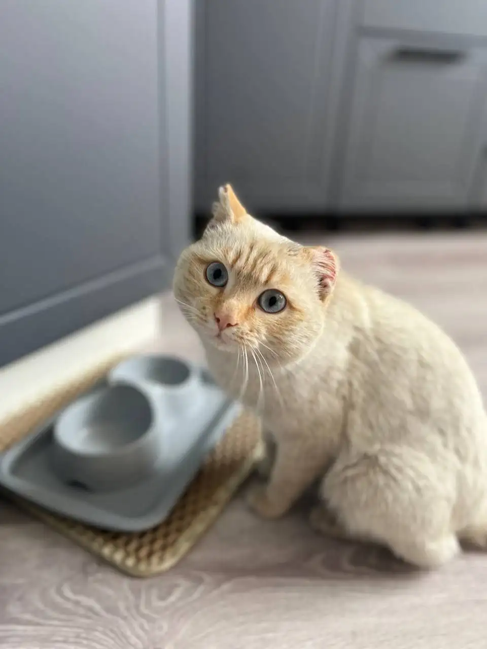 Кот в дар, кастрированный, голубоглазый - Кошки (Животные) в Чита