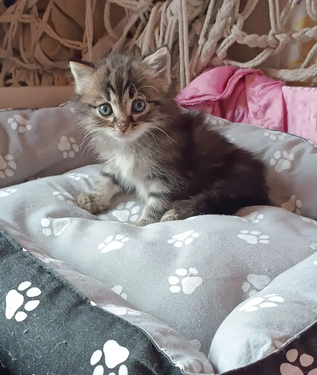 Котик 1,5 месяца в добрые руки - Кошки (Животные) в Чита