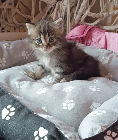 Котик 1,5 месяца в добрые руки - Животные в Чита