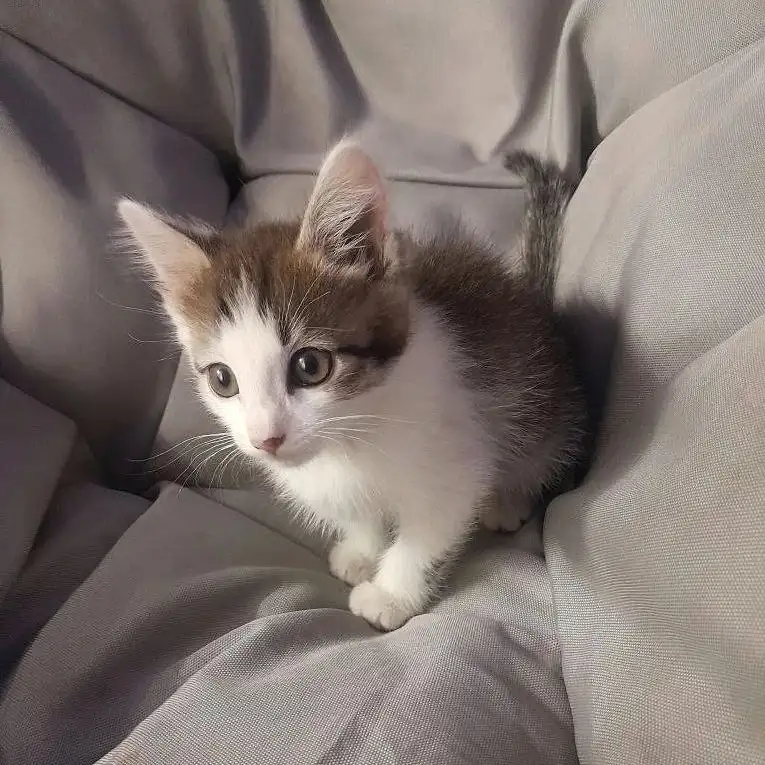 Котенок ищет дом - Кошки (Животные) в Чита