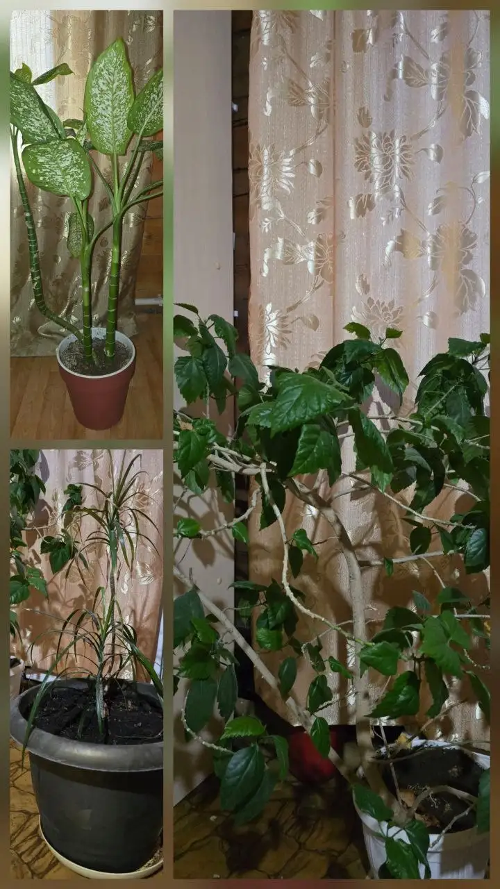 Продам цветы недорого - Растения (Для дома и дачи) в Чита