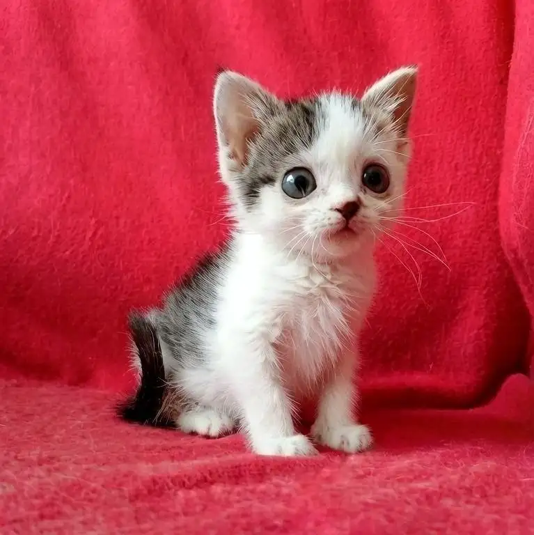 Котёнок ищет дом - Кошки (Животные) в Чита