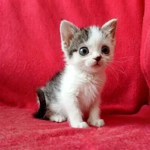 Котёнок ищет дом - Животные в Чита