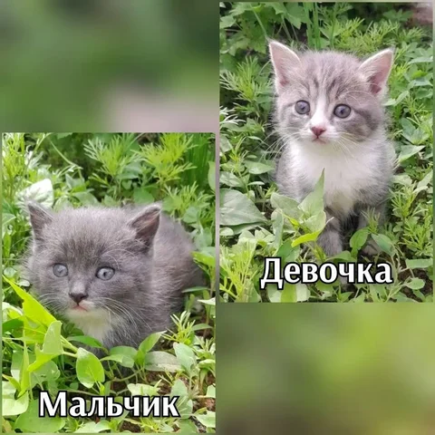 Котята ищут дом - Кошки в Чита