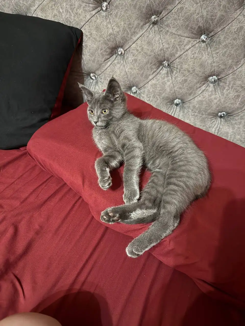 Отдам котенка в хорошие руки - Кошки (Животные) в Чита