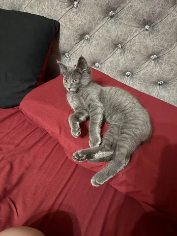 Отдам котенка в хорошие руки - Кошки в Чита