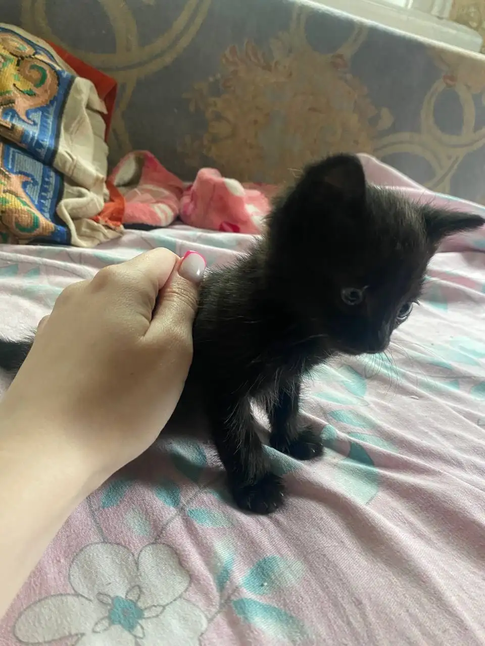 Отдам в хорошие руки котят - Кошки (Животные) в Чита