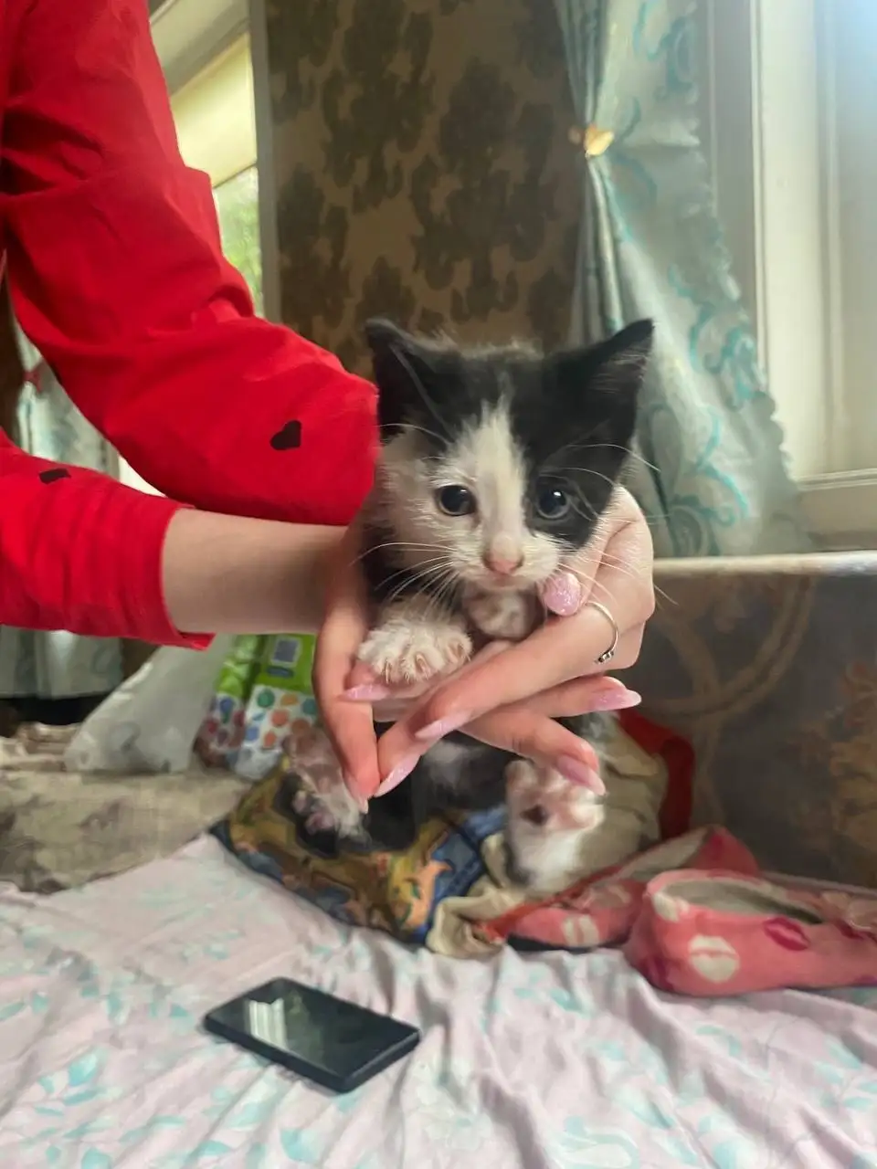 Отдам в хорошие руки котят - Кошки (Животные) в Чита