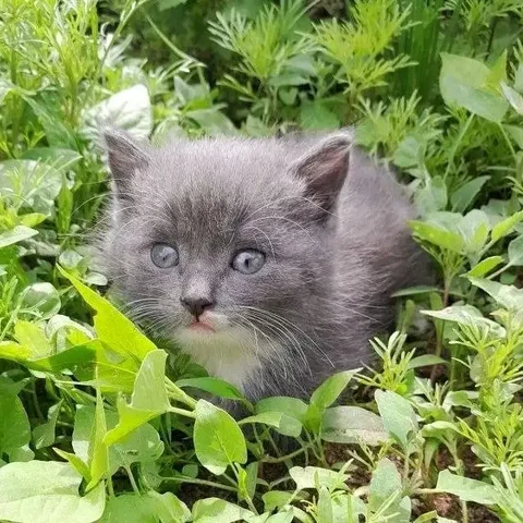 Котенок ищет дом - Кошки в Чита